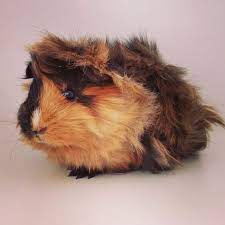 Guinea Pigs