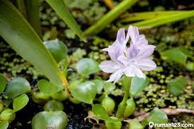 Selain itu, tanaman hias sirih gading dapat menjaga kualitas udara dari zat beracun. 9 Jenis Tanaman Air Hias Paling Populer Yang Mudah Dirawat Rumah123 Com