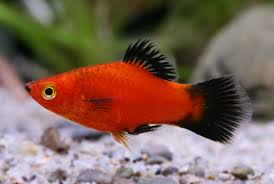 Image result for Platycaulos mahonii