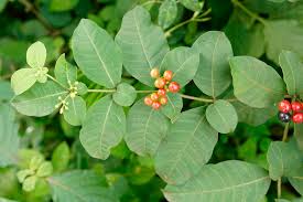 Image result for Rauvolfia nana