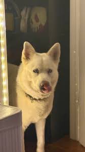 Lost Dog in Desert Hot Springs