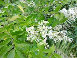 Image result for Ligustrum sinense