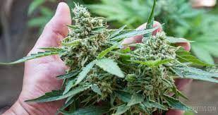 Check spelling or type a new query. How To Flower A Cannabis Plant Sensi Seeds