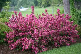 All trees flower, but large trees are valued for providing shade, even though flowers may be noticeable. 25 Best Flowering Shrubs For Full Sun Hgtv