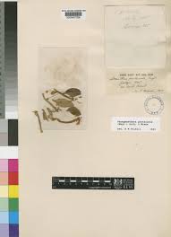 Image result for Phragmanthera edouardii