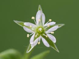 Image result for Stellaria