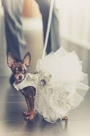 Wedding Dress For Your Dog Dog Wedding Dress Wedding Pets Dog Wedding