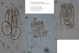 Image result for Erythrococca polyandra