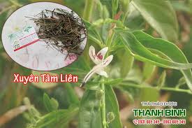 Cay xuyen tam lien, vi thuoc xuyen tam lien, cong dung xuyen tam lien, hinh anh cay. Mua Ban Xuyen Tam Lien á»Ÿ Quáº­n Tan Binh Giup Ä'iá»u Trá»‹ Ráº¯n Cáº¯n Va Má»¥n Nhá»t