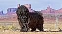 10 Strangest Looking Dog Breeds (Who Are Still Adorable)