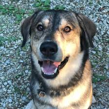 Fetch and play type games. The Goberian Fascinating Facts About The Golden Retriever And Husky Mix K9 Web