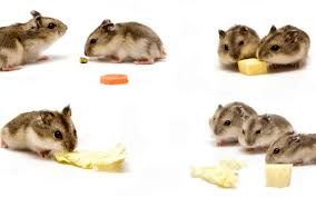 More images for how often should i feed my hamster » Can Hamsters Eat Cheese