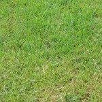 We did not find results for: Controlling Bindweed How To Get Rid Of Bindweed