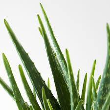 Bitte beachten, dass die aloe vera sweet, immer erst langsam an die sonne gewöhnt werden muss. Aloe Vera Pflanze Aloe Vera 12 Cm Ikea Schweiz