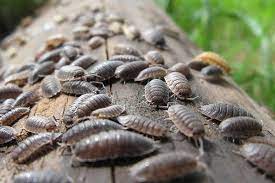 Check spelling or type a new query. A Beginner S Guide On How To Get Rid Of Woodlice