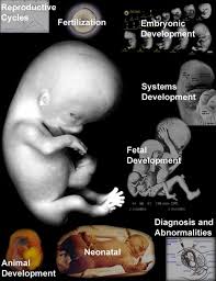 Image result for Embryology