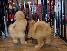 Insist on visiting the home that your dog will be moving to, and ask for veterinary references for current and past pets. U S District Court Affirms Maryland Law Banning Sale Of Cats Dogs In Pet Shops Baltimore Sun