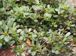 Image result for Portulaca centrali-africana