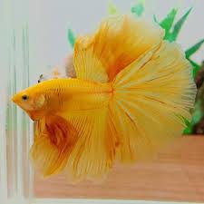 Halfmoon Super Yellow Male From Thailand Betta Fish Betta Fish