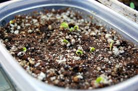 First, always check your indoor plant's soil. How To Get Rid Of Fungus Gnats Safely Flower Patch Farmhouse
