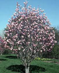 We did not find results for: Alexandrina Saucer Magnolia Saucer Magnolia Landscape Trees Spring Plants