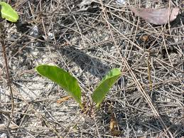 Image result for Ipomoea stolonifera