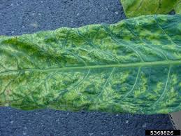Image result for Alfalfa mosaic virus