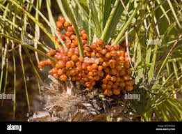 Image result for Arecaceae