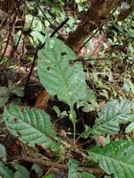 Image result for Maesobotrya