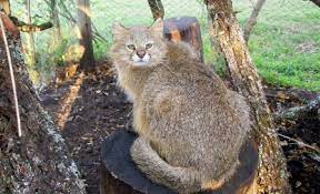 It is named after the pampas, but occurs in grassland, shrubland, and dry forest at elevations up to 5,000 m (16,000 ft). Pampas Cat Wikipedia