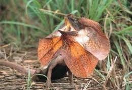 Lagarto del Cuello de Frilled - EcuRed