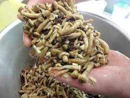 I funghi chiodini sott'aceto sono una gustosa conserva facile da preparare. Funghi Chiodini Sott Olio Luciano Pignataro Wine Blog