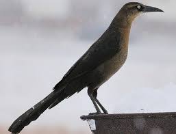 We did not find results for: Great Tailed Grackle Grackle Birds Beautiful Birds