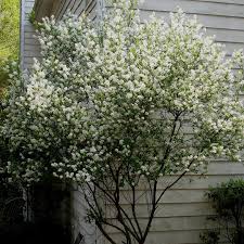 Image result for Exochaenium exiguum