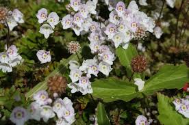 Image result for Paraknoxia parviflora