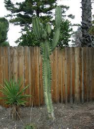 Image result for Emilia abyssinica