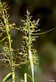 Image result for Scleria rehmannii