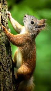 Squirrel desktop wallpapers animal planet beautiful nature wallpapers autumn forest protein autumn forest leaves branch. Climbing Squirrel Phone Wallpaper Lockscreen Hd 4k Android Ios Check More At Https Phonewallp Com Climbing Squirrel Phon Nature Animals Cute Squirrel Animals