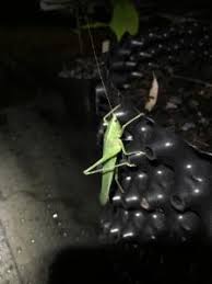 Image result for Ruspolia australis