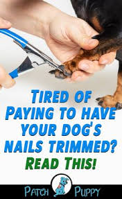 Learning how to trim dog nails properly will make you feel more comfortable and ensure that you won't cut the quick by accident. 16 Best Trimming Dog Nails Ideas Dog Nails Trimming Dog Nails Dog Care