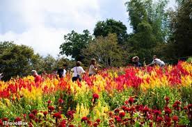 Sirao Flower Garden Cebu Philippines Flower Farm