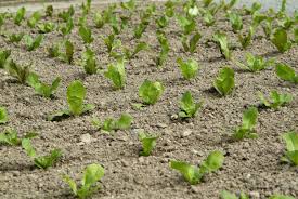 Maybe you would like to learn more about one of these? How To Grow Spinach Rhs Gardening