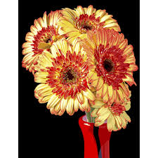 Paint by numbers flowers australia. Diy Paint By Numbers For Adults Rolled Canvas 16x20 Acrylic Painting Kit For Adults Paint By Number For Adults Beginner To Advanced Yellow Gerbera Flowers By Opalberry Amazon Com Au Toys Games