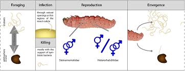 They stay near the surface waiting to ambush surface dwelling pests. Frontiers Entomopathogenic Nematodes In Sustainable Food Production Sustainable Food Systems