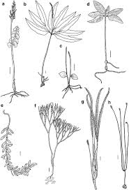 Image result for Exochaenium oliganthum