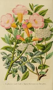 t 6 1856 belgique horticole biodiversity heritage library