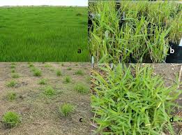 Image result for Acroceras macrum