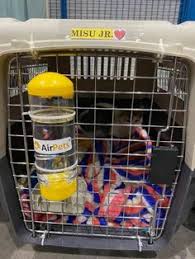 See more of online home delivery pet shop on facebook. 24 International Pet Transport Ideas Pet Transport Pet Relocation Pet Shipping