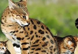 Macan dahan kalimantan (nama ilmiah: Panduan Lengkap Cara Merawat Kucing Hutan Kucing Co Id