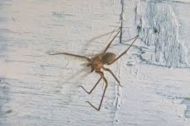 Give the brown recluse fewer places to hide by cleaning up piles of clothes, magazines and similar items and storing them in sealed containers. Baby Brown Recluse Spider How To Identify Is It Dangerous With Pictures Howchimp